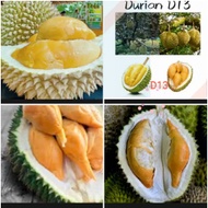 1 X Anak Pokok Durian 2 Feet++ Tall D13