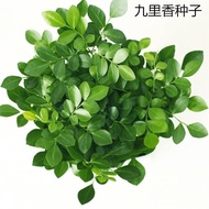 Bulk Thousand Miles Fragrance Seeds Nine Tree Fragrance Thousand Miles Eye Stone Pepper Nine Autumn 