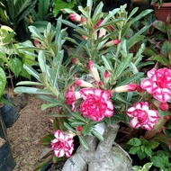 pohon bonsai adenium