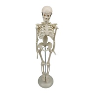 [mojotorw7] Half Size Human Skeleton Model , Science Classroom Study Display Decoration, Aids Esquel