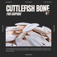 Cuttlefish Bone for Isopods / Tulang sotong / Cuttlefish Bone For Bird, Parrot 🦴