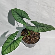 Alocasia Bisma Rawatan 3 Daun Khas Kalimantan Barat | Alocasia | bisma