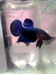 ikan cupang aduan mds medan super