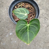 anthurium regale