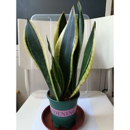 Mother-in-Law, Snake Plant