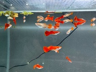 SALE Albino Full Red One Pair Guppy