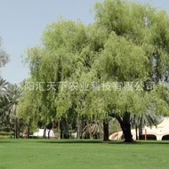 Seed Ready Stock New Product Flower Desert Tree Seed Best-Selling Seed Storage Box Gardening Gift Hi