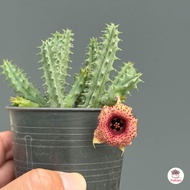 เก๋งจีนกีรติ สตาร์2 Huernia Kirati Star 2 แคคตัส กระบองเพชร cactus&succulent