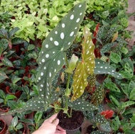 【GW】begonia maculata