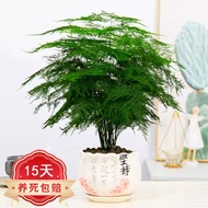 Beauty  Asparagus Fern Potted Plant Indoor Office Green Plant Flower Bonsai Four Seasons Evergreen Potted Plant