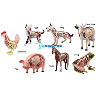 4D MASTER Farm Animal Anatomy Model for SPM, Veterinary Science, Animal Science, University