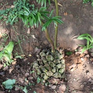 หน่อว่านกีบแรด เฟิร์นกีบแรด Giant fern Angiopteris evecta (G. Forst.) ขนาด 3 กิโลกรัมขึ้นไป หายากมาก