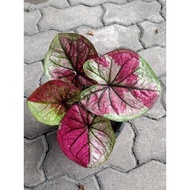 Keladi Ram Ruay / Caladium Ram Ruay (Rare)