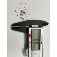 Sea Fish/Sea Fish Fry Feed