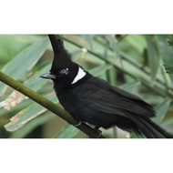 Burung Cililin Hitam