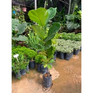 LFT-FICUS LYRATA / FIDDLE FIG / KETAPANG BRAZIL / POKOK LANDSCAPE / POKOK HIDUP