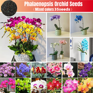 35 Seeds ฟาแลนนอปซิส Colorful Phalaenopsis Orchid Seeds for Planting เมล็ดบอนสี เมล็ดดอกไม้ บอนสีสวยๆหายาก บอนสีหายากไทย บอลสีชนิดต่างๆ Others เมล็ดบอนสีสวยๆ plants ดอกไม้ บอลสี ต้นไม้ฟอกอากาศ ไม้ประดับมงคล ไม้ประดับ แจกฟรี ปลาสวยงาม สี เมล็ดพันธุ์ผัก
