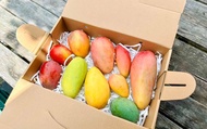 【嚐鮮！台南芒果繽紛綜合箱 10斤裝】芒果綜合箱以愛文金煌為基底 隨機搭配兩款芒果
