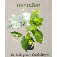 TLP Jasmine Bag Size 2 Inches Tight Roots