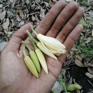 kembang kantil kuncup segar