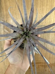 (hold)空氣草 空氣鳳梨 Tillandsia silver queen (銀皇后 ）(紅衫x霸王 ）