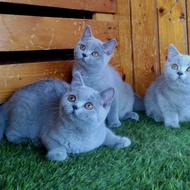 kucing british shorthair jantan betina lucu