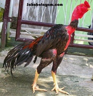 TELUR TETAS AYAM PETARUNG TANGGUH SAIGON