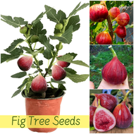 [100% Original Seed] 150pcs Rare Fig Tree Seeds Tropical Ficus Carica Seed Dwarf Fruit Seeds for Planting Fruit Plants Fig Tree Seedling Balcony Fruits Potted Live Plants Bonsai Fruit Plant for Sale Indoor and Outdoor Real Plants Fruit Bearing Trees Seeds