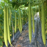 Super fruit luffa seeds
