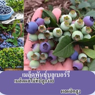 ถูกกฎหมาย 100 % น้ำตาล เมล็ดพันธุ์บลูเบอร์ร เมล็ด สำหรับปลูกผลไม้แคระ เมล็ด เฟรช ต้นไม้บลูเบอร์รี่ เมล็ด เติบโตง่าย Blueberry Plant สวนบอนไซต้นไม้กระถางเมล็ดพืชสด ขายพืชบลูเบอร์รี่สดระเบียงผลไม้ในร่มพืช