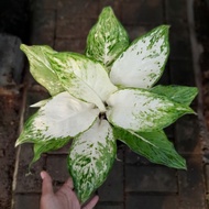 Promo bibit bonggol Aglonema Snow Mountain / Aglaonema Koleksi