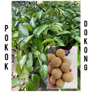 pokok dokong isi manis hybrid