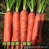 Base Wholesale Vegetable Seeds Carrot Seeds Farmland Garden Balcony Can Be Planted Quantity discounts