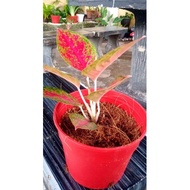 READY STOCK 💥  Pokok Caladium Red 🌼 Pokok Hidup