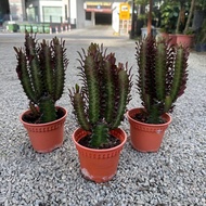 90s Greenovation Live Cactus Euphorbia Trigona 彩云阁 (P120)