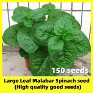 Large Leaf Malabar Spinach Seed - 150 Seeds Potted Fresh Vegetable Seeds for Planting Easy To Grow V