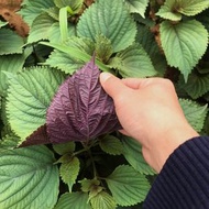 紫蘇種子種籽盆栽可食用蘇子紫蘇子種植早春菜種蔬菜葉（包裝隨機發貨）