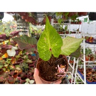 🔥RARE🔥Thai Hybrid Caladium TH28 | Keladi Thai 泰芋叶