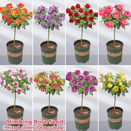 [Hot Selling] Eight Colors Climbing Rose Seeds    Rose Wangi Rose Flower Seeds Singapore Live Flower Plants In Pot Mawar