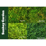 Live Moss - Terrarium Moss / Cushion Moss 苔藓 10x15cm (Terrarium/Paludarium/Vivarium/Land Moss)