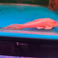 gibbiceps albino (pleco L083)