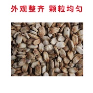 Wholesale Green Green Apple Bitter Gourd Seeds Four Seasons Planting Raw Not Bitter Fruit Bitter Gou