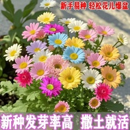 100 mixed color daisy seeds