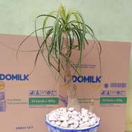 PROMO pohon palm nolina / pohon palm nolina / palem nolina / real pict