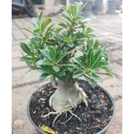 ADENIUM BONSAI