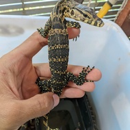 varanus salvator/biawak air/peliharaan jinak