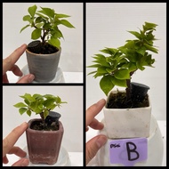 ☆迷你☆纸花/三角梅 盆栽 带盆 (花:玫瑰色，如照片颜色）Live Plant :  ☆mini☆ BOUGAINVILLEA  Bunga Kertas Bonsai with pot (Flow