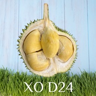 [FRESHLY PACKED] PAHANG XO-D24 Durian 400g/box