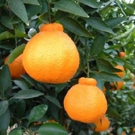 NEW!! Bibit tanaman buah jeruk Dekopon Sudah Berbuah berkualitas
