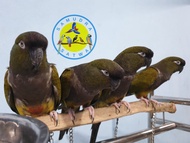 Burung Macaw Patagonia Jinak